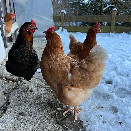 Sunnseit - Kitzbueheler Alpen Sankt Johann in Tirol