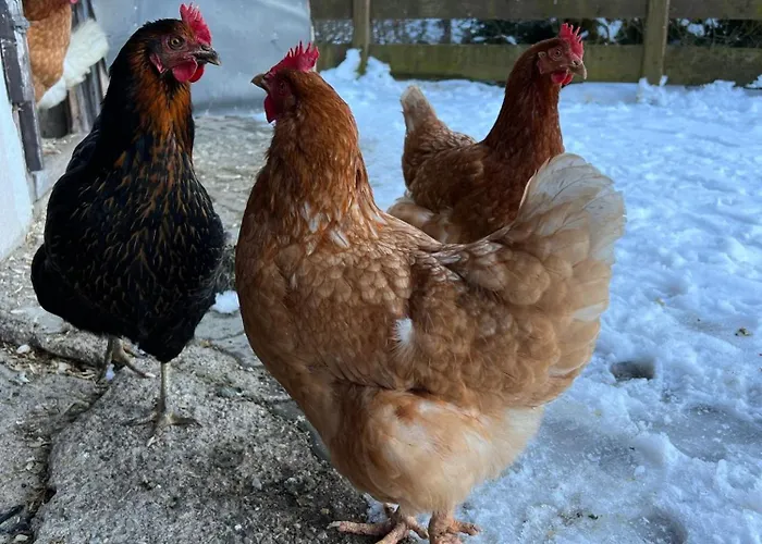 Sunnseit - Kitzbueheler Alpen سانكت يوهان ان تيرو