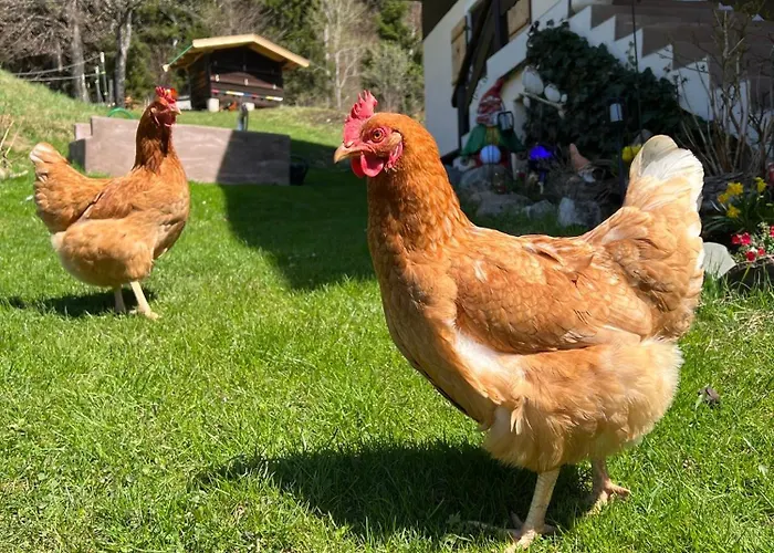 Апартаменты Sunnseit - Kitzbueheler Alpen *