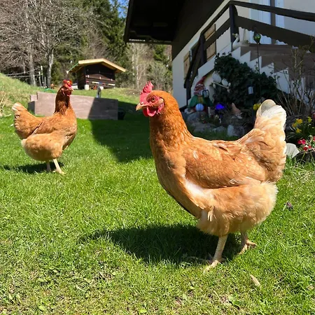 Appartement Sunnseit - Kitzbueheler Alpen *